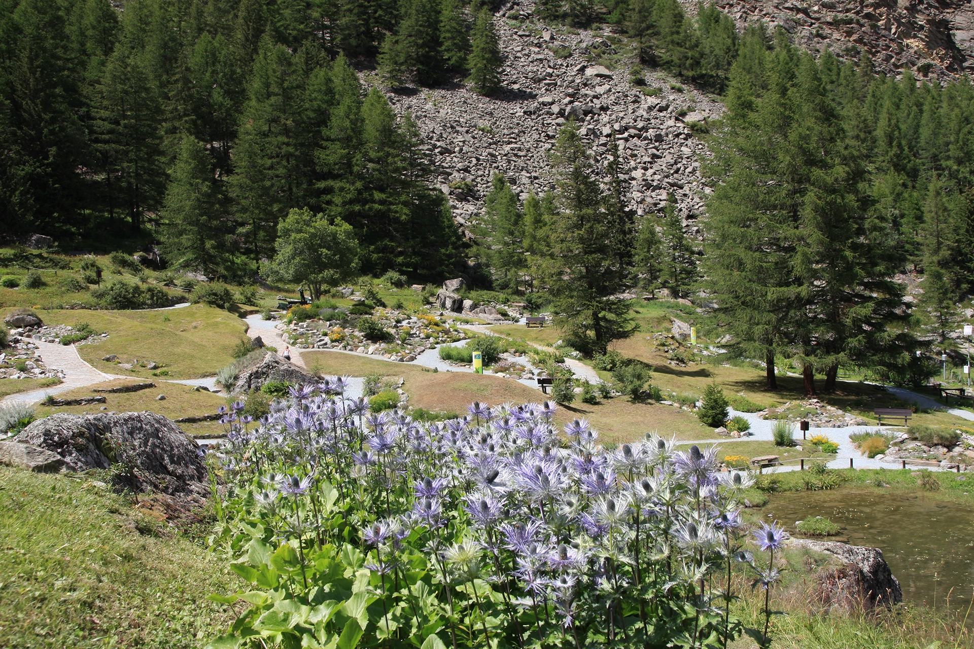 Eryngium alpinum